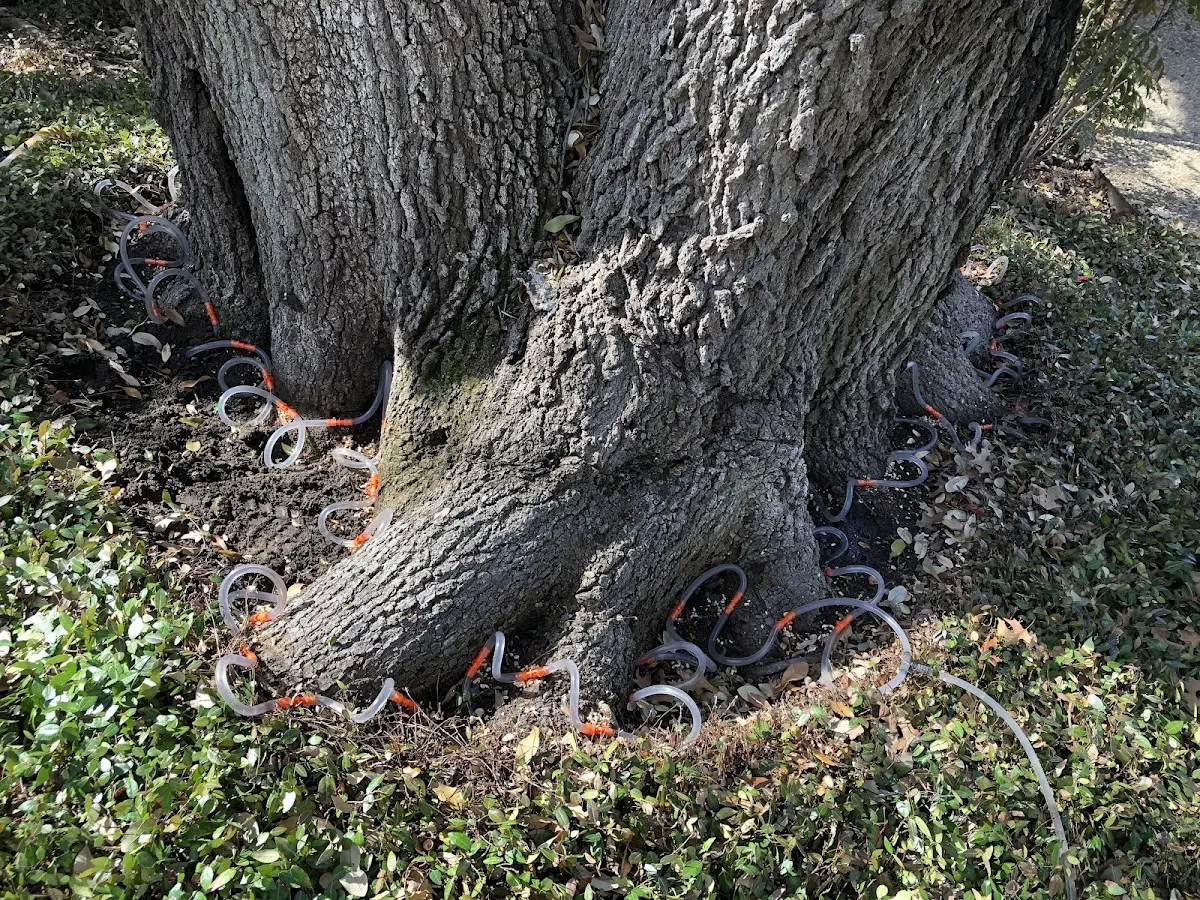 Detailed Tree Cabling and Bracing job site in Kealakekua
