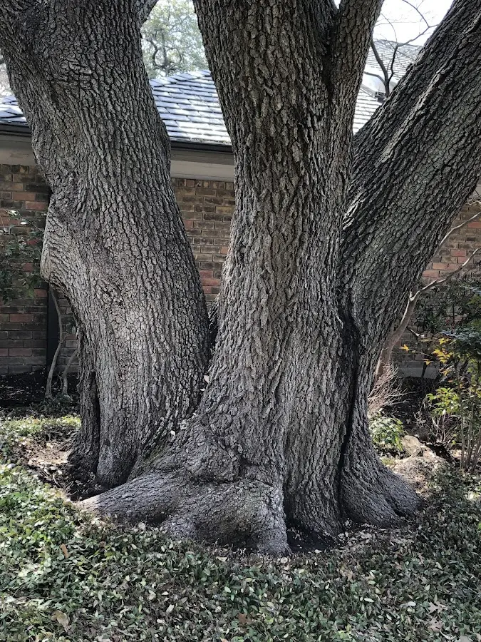 Mature heritage tree close to a Kealakekua property cared for by certified arborists